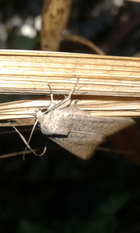 Noctuidae : Hoplodrina sp.?  S, Hoplodrina ambigua